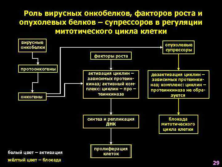  Роль вирусных онкобелков, факторов роста и опухолевых белков – супрессоров в регуляции 