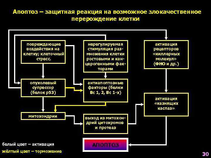   Апоптоз – защитная реакция на возможное злокачественное     перерождение
