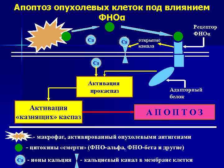 Апоптоз опухолевых клеток под влиянием   ФНОα      Рецептор