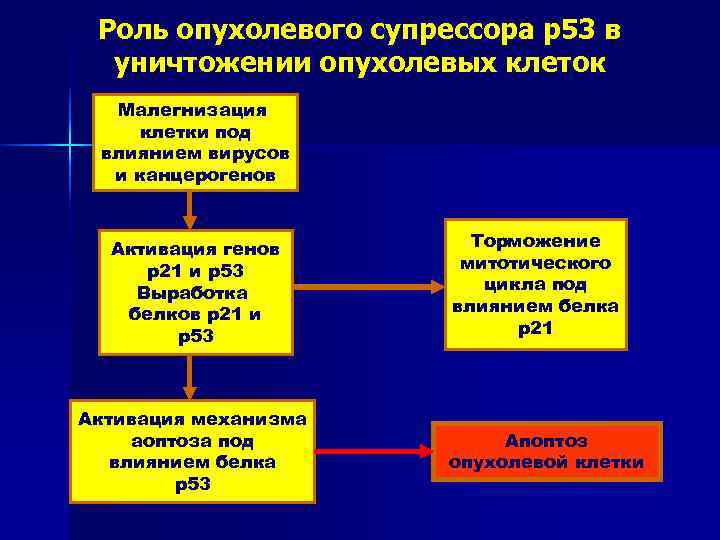  Роль опухолевого супрессора р53 в  уничтожении опухолевых клеток  Малегнизация клетки под