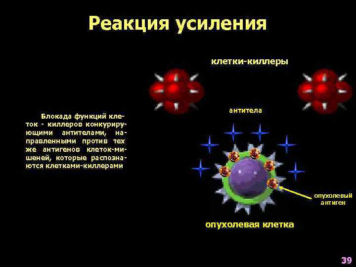     Реакция усиления     клетки-киллеры   