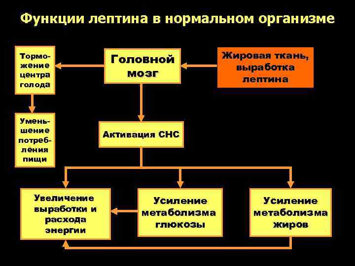 Функции лептина в нормальном организме Тормо-    Головной  Жировая ткань, жение