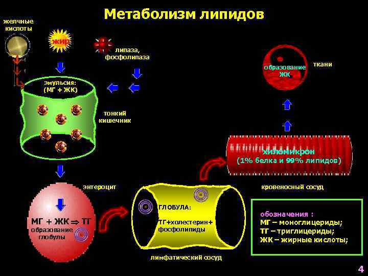 желчные      Метаболизм липидов кислоты   жир  