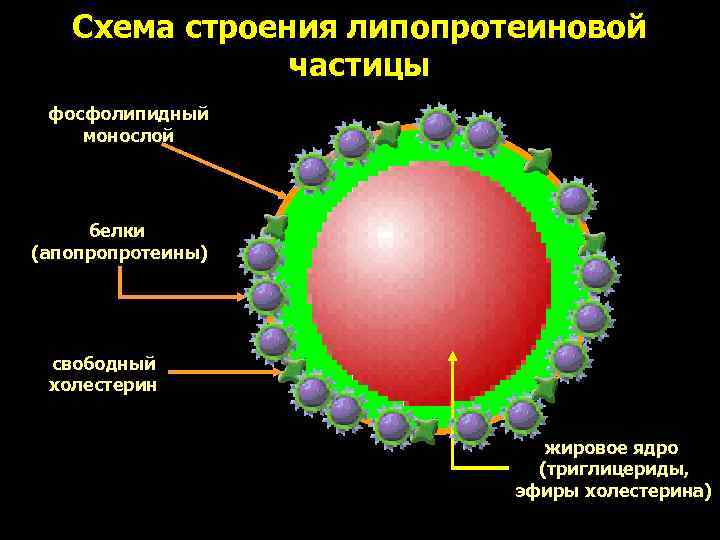   Схема строения липопротеиновой    частицы фосфолипидный монослой   белки
