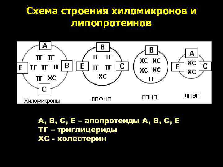 Схема строения хиломикронов и   липопротеинов  А, В, С, Е – апопротеиды