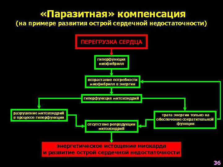   «Паразитная» компенсация (на примере развития острой сердечной недостаточности)    