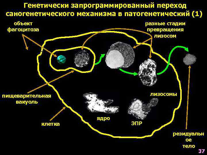 Генетически запрограммированный переход саногенетического механизма в патогенетический (1)  объект   