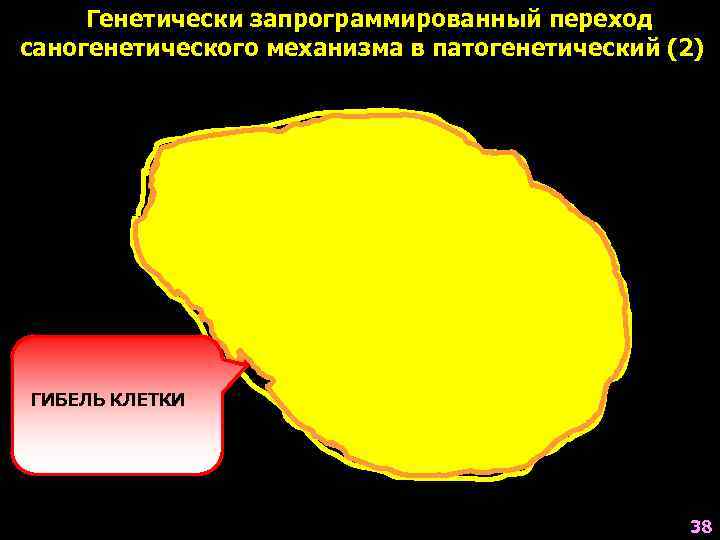  Генетически запрограммированный переход саногенетического механизма в патогенетический (2)  ГЕНЕТИЧЕСКИ  ОБУСЛОВЛЕННОЕ ГИБЕЛЬ