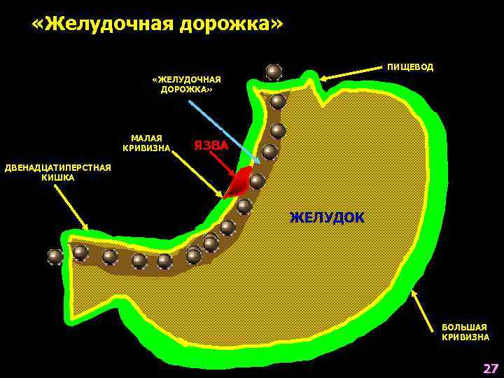  «Желудочная дорожка»     ПИЩЕВОД      «ЖЕЛУДОЧНАЯ