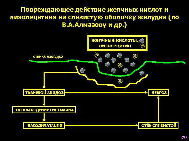   Повреждающее действие желчных кислот и лизолецитина на слизистую оболочку желудка (по 