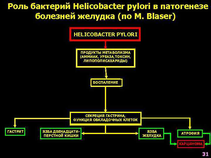 Роль бактерий Helicobacter pylori в патогенезе  болезней желудка (по M. Blaser)  