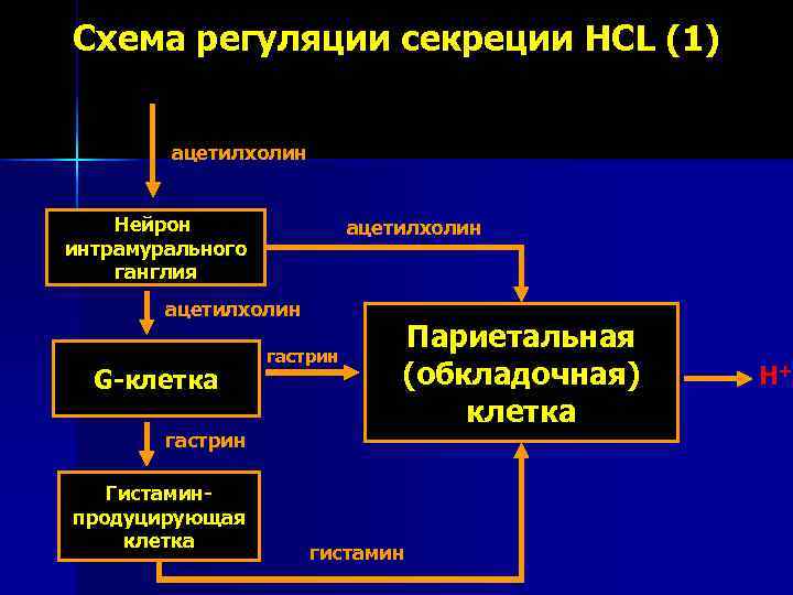 Схема регуляции секреции HCL (1)  ацетилхолин  Нейрон   ацетилхолин интрамурального ганглия