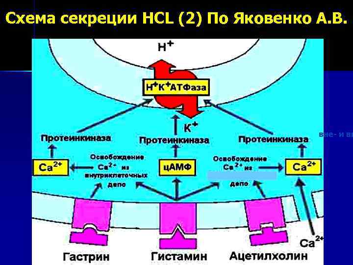 Схема секреции HCL (2) По Яковенко А. В.      