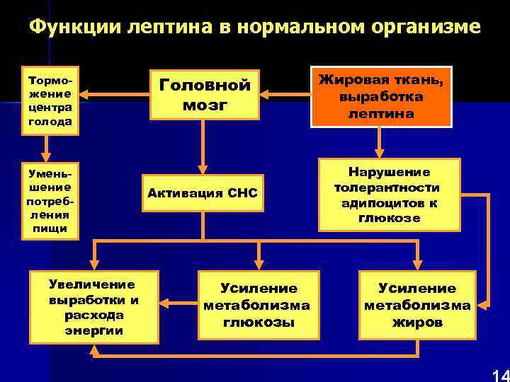 Функции лептина в нормальном организме Тормо-    Головной  Жировая ткань, жение
