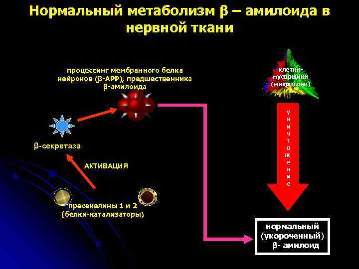 Нормальный метаболизм β – амилоида в  нервной ткани   процессинг мембранного белка