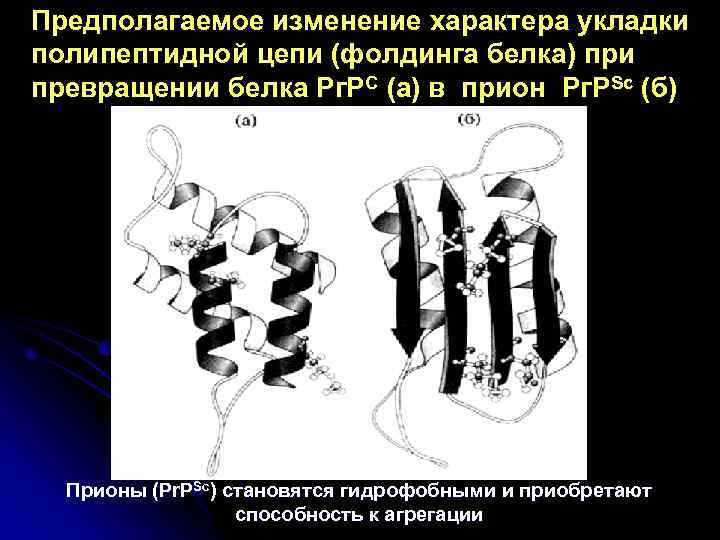 Предполагаемое изменение характера укладки полипептидной цепи (фолдинга белка) при превращении белка Рг. РC (а)