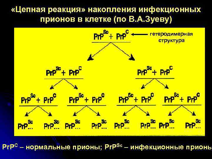   «Цепная реакция» накопления инфекционных   прионов в клетке (по В. А.
