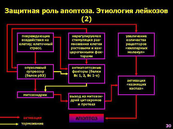Защитная роль апоптоза. Этиология лейкозов    (2) повреждающие   нерегулируемая увеличение