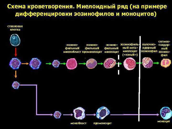 Ряд клеток. Миелоидный ряд кроветворения гемопоэз. Схемакроветворения миелойдный ряд. Миелоидный Росток кроветворения. Характеристика клеток миелоидного ряда.