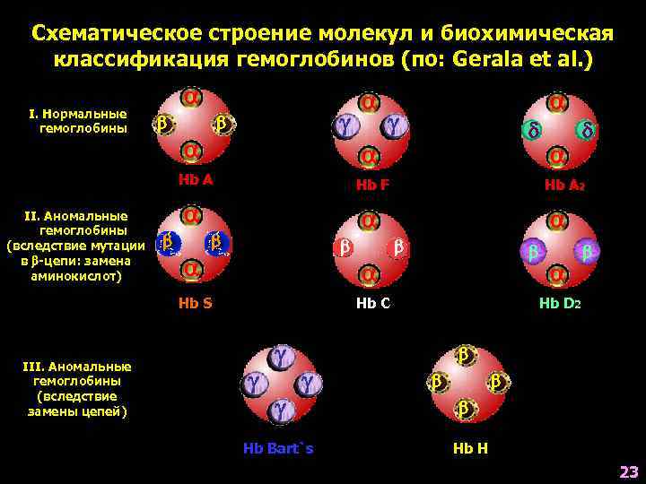   Схематическое строение молекул и биохимическая классификация гемоглобинов (по: Gerala et al. )