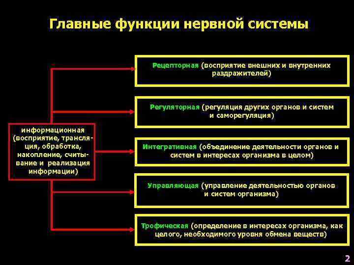    Главные функции нервной системы      Рецепторная (восприятие
