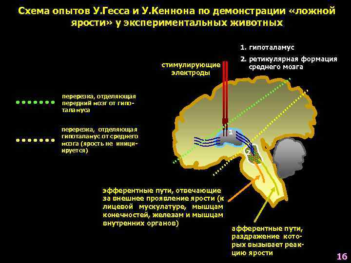 Схема опытов У. Гесса и У. Кеннона по демонстрации «ложной   ярости» у