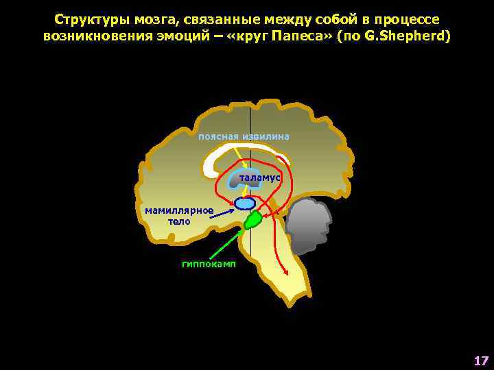 Мозг кита. Строение мозга дельфина. Круг папеса эмоции.