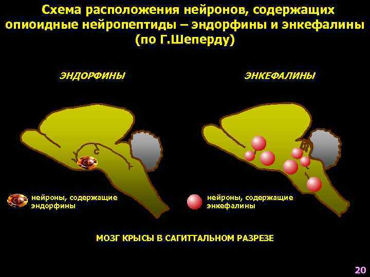  Схема расположения нейронов, содержащих опиоидные нейропептиды – эндорфины и энкефалины   