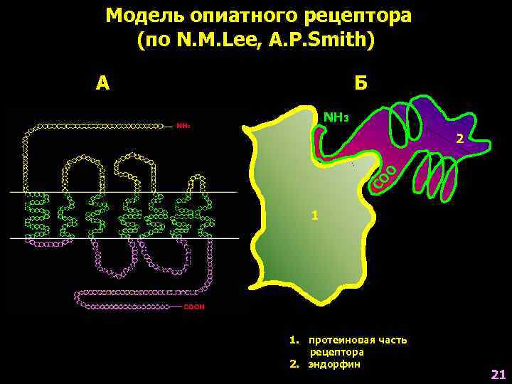 Модель опиатного рецептора  (по N. M. Lee, A. P. Smith) А  