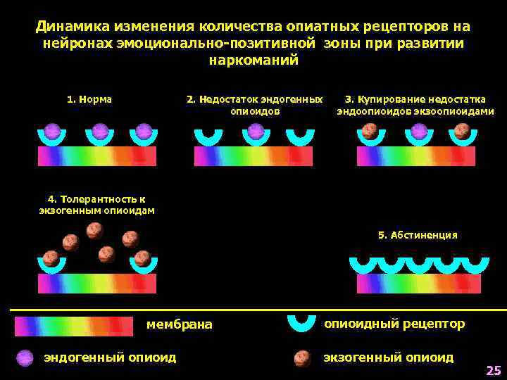 Динамика изменения количества опиатных рецепторов на нейронах эмоционально-позитивной зоны при развитии   