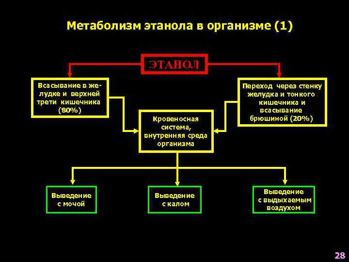   Метаболизм этанола в организме (1)    ЭТАНОЛ Всасывание в же-