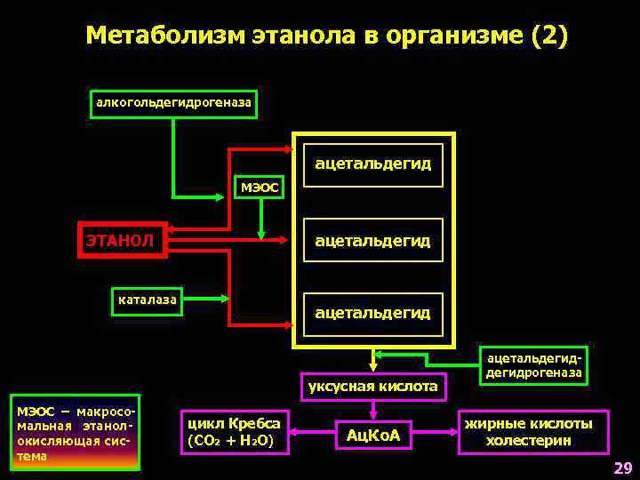   Метаболизм этанола в организме (2)  алкогольдегидрогеназа     