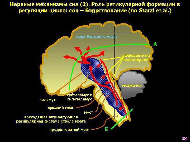 Нервные механизмы сна (2). Роль ретикулярной формации в  регуляции цикла: сон – бодрствование