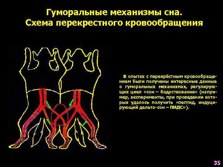   Гуморальные механизмы сна. Схема перекрестного кровообращения    В опытах с
