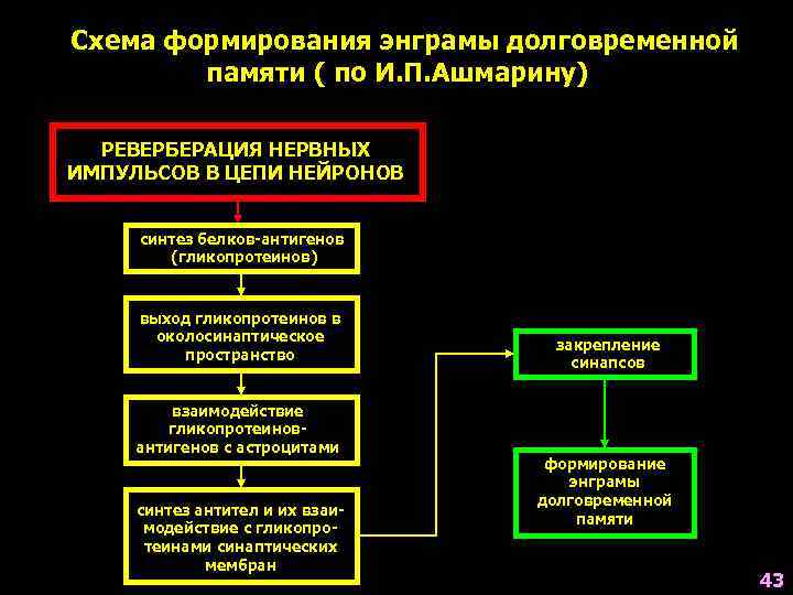 Схема формирования энграмы долговременной   памяти ( по И. П. Ашмарину)  РЕВЕРБЕРАЦИЯ