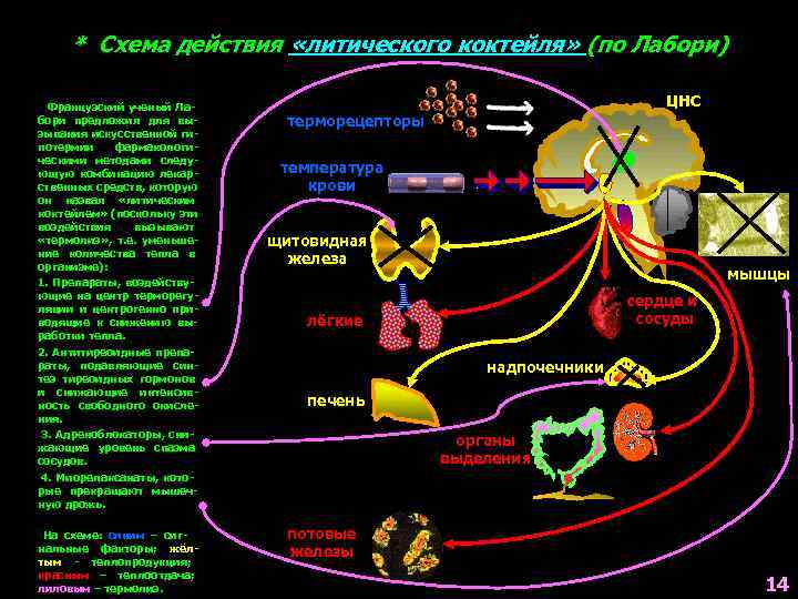  * Схема действия «литического коктейля» (по Лабори)  Французский ученый Ла-  