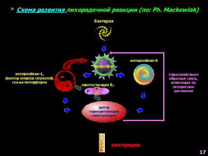  * Схема развития лихорадочной реакции (по: Ph. Mackowiak)     