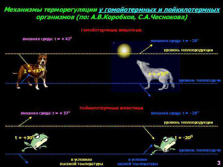 Механизмы терморегуляции у гомойотермных и пойкилотермных   организмов (по: А. В. Коробков, С.