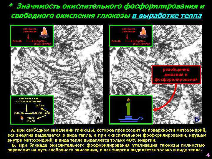 * Значимость окислительного фосфорилирования и свободного окисления глюкозы в выработке тепла   свободное