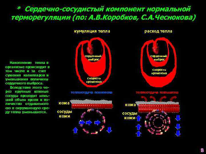   * Сердечно-сосудистый компонент нормальной  терморегуляции (по: А. В. Коробков, С. А.
