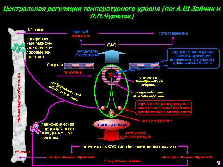 Центральная регуляция температурного уровня (по: А. Ш. Зайчик и     Л.