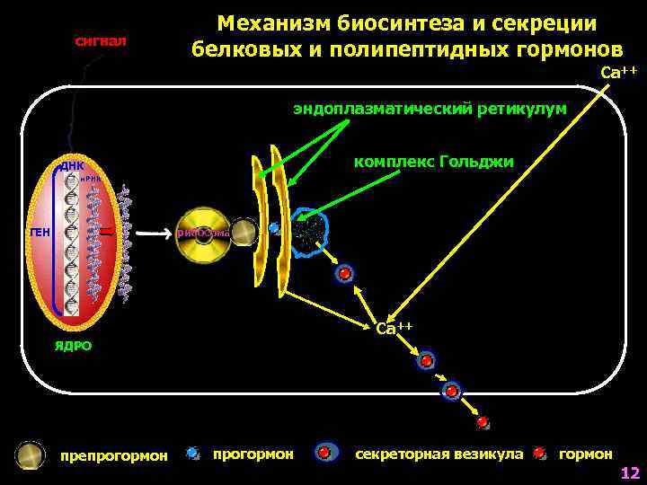      Механизм биосинтеза и секреции   сигнал  