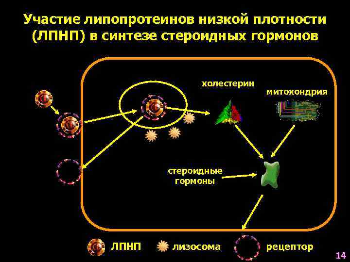 Участие липопротеинов низкой плотности  (ЛПНП) в синтезе стероидных гормонов    