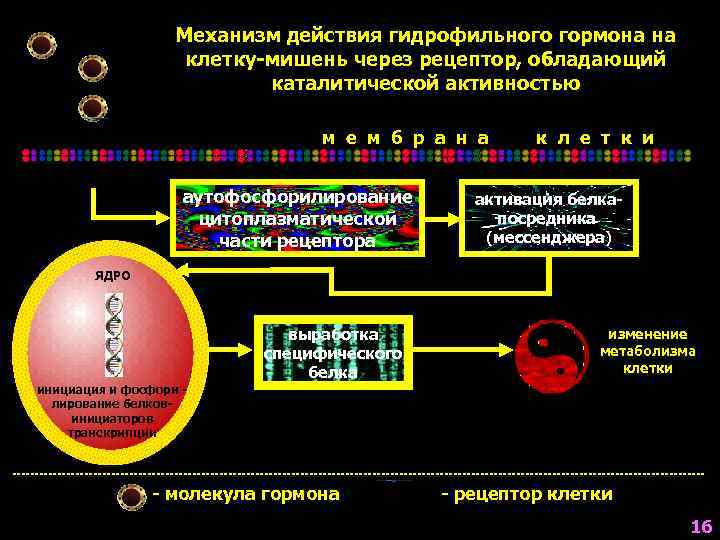     Механизм действия гидрофильного гормона на     клетку-мишень