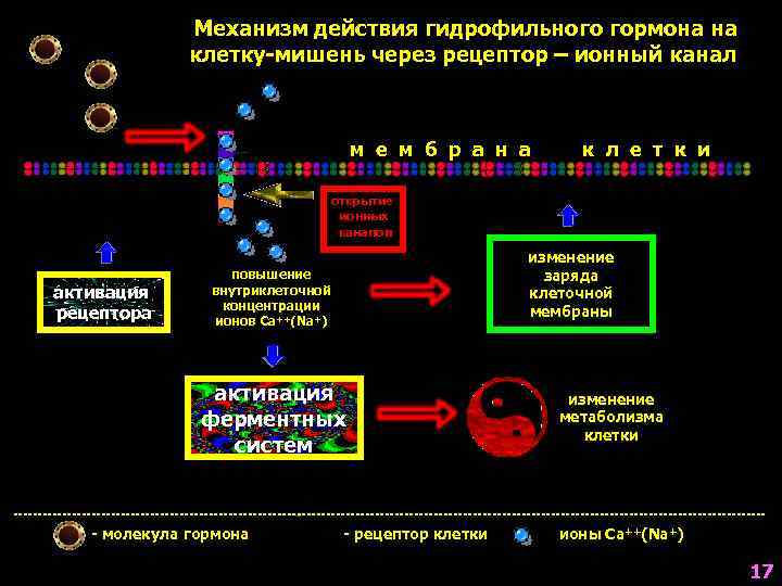 Механизм действия гормонов на клетку