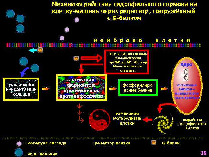 Схема действия паратгормона на клетки мишени