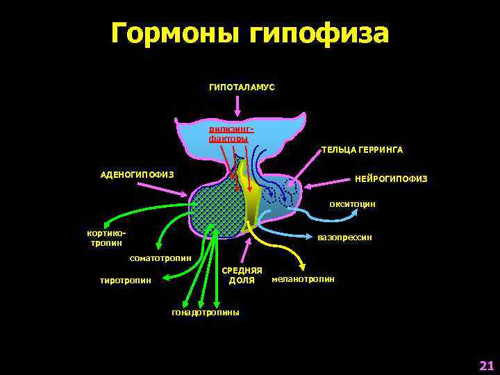 Гормоны нейрогипофиза