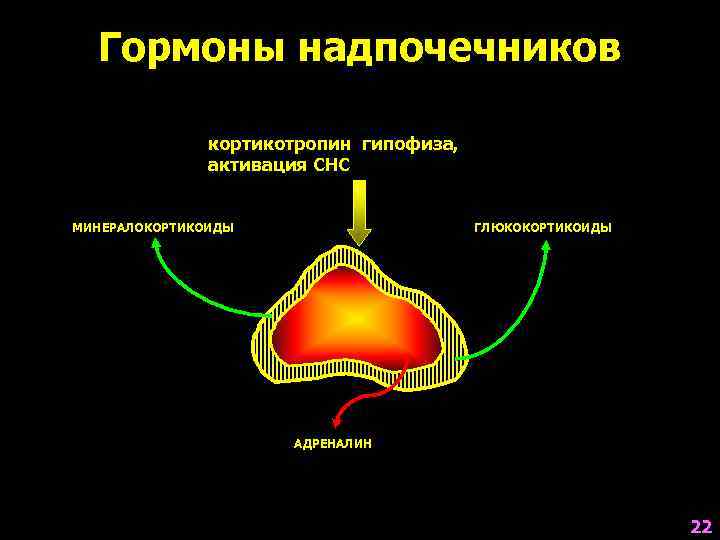 Минералокортикоиды надпочечников