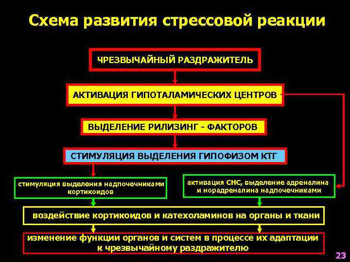  Схема развития стрессовой реакции    ЧРЕЗВЫЧАЙНЫЙ РАЗДРАЖИТЕЛЬ   АКТИВАЦИЯ ГИПОТАЛАМИЧЕСКИХ