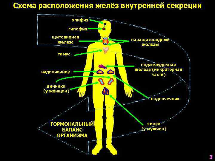 Схема расположения желёз внутренней секреции     эпифиз   гипофиз 